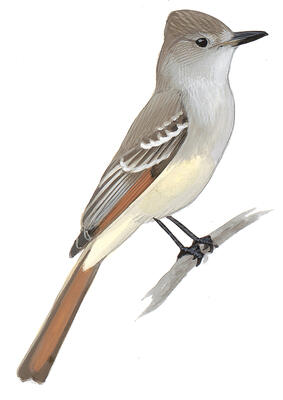 Illustration for Ash-throated Flycatcher