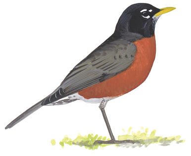 Illustration for American Robin
