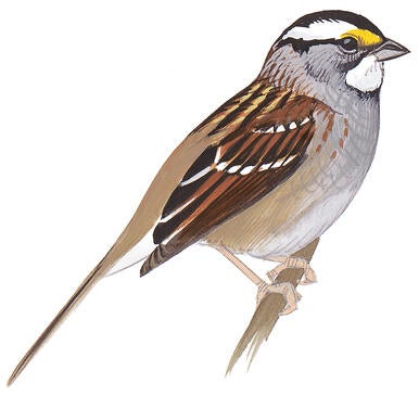 Illustration for White-throated Sparrow