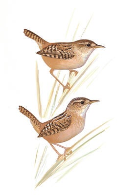 Illustration for Sedge Wren
