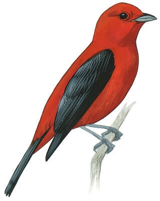 Illustration for Scarlet Tanager