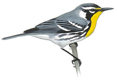 Illustration for Yellow-throated Warbler