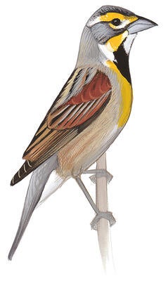 Illustration for Dickcissel
