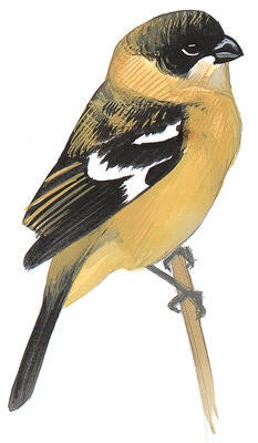 Illustration for White-collared Seedeater