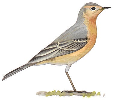 Illustration for American Pipit