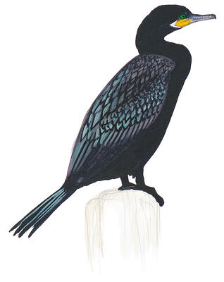 Illustration for Neotropic Cormorant