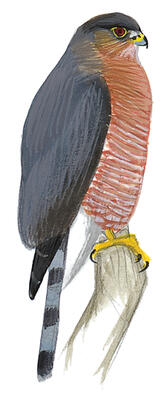 Illustration for Sharp-shinned Hawk