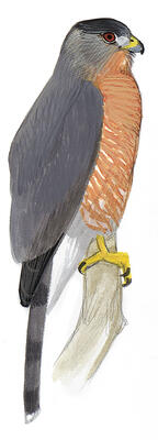 Illustration for Cooper&#039;s Hawk
