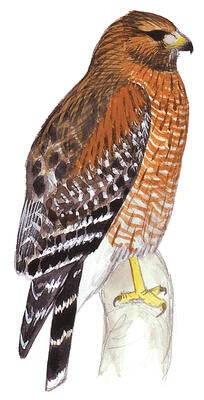 Illustration for Red-shouldered Hawk