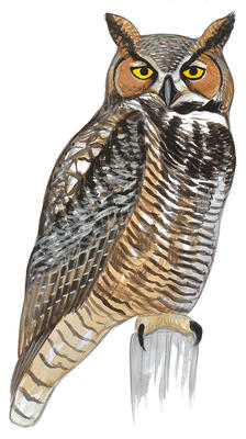 Illustration for Great Horned Owl