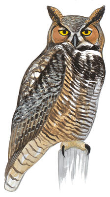 13 Fun Facts About Owls Audubon