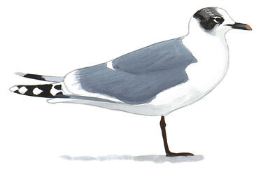 Illustration for Franklin&#039;s Gull