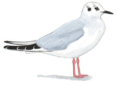 Illustration for Bonaparte&#039;s Gull