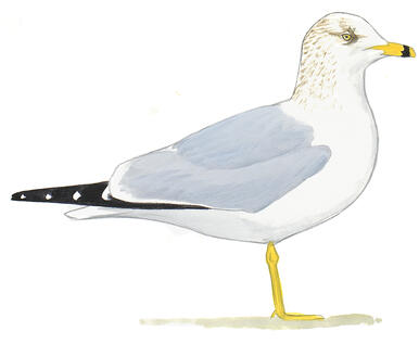Illustration for Ring-billed Gull