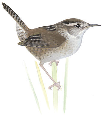 Illustration for Marsh Wren
