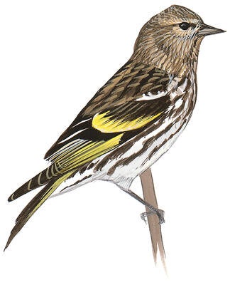 Illustration for Pine Siskin
