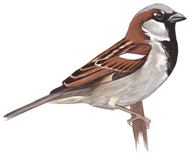 Illustration for House Sparrow
