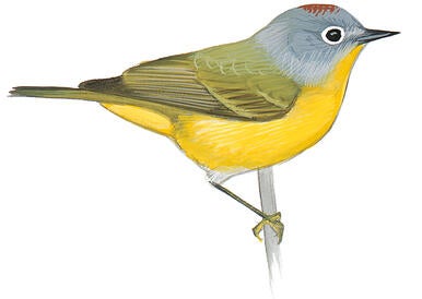 Illustration for Nashville Warbler
