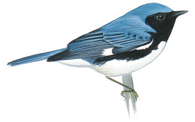 Illustration for Black-throated Blue Warbler