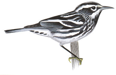 Illustration for Black-and-white Warbler