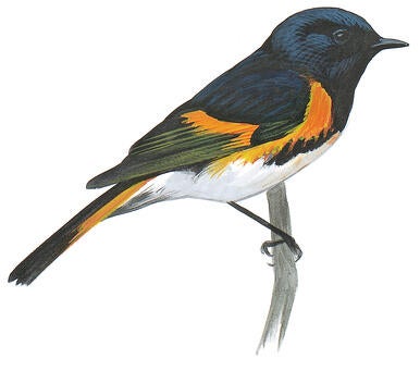 Illustration for American Redstart