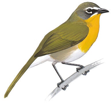 Illustration for Yellow-breasted Chat