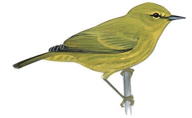 Illustration for Orange-crowned Warbler