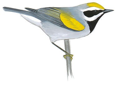 Illustration for Golden-winged Warbler