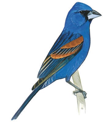 Illustration for Blue Grosbeak