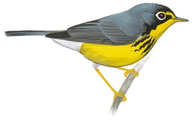 Illustration for Canada Warbler
