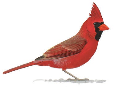 Illustration for Northern Cardinal