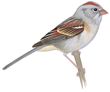 Illustration for Field Sparrow