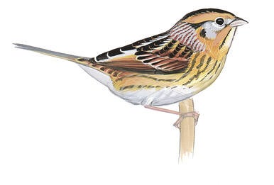Illustration for Le Conte&#039;s Sparrow