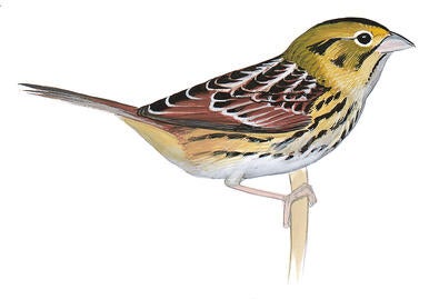 Illustration for Henslow&#039;s Sparrow