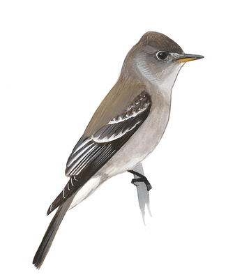 Illustration for Eastern Wood-Pewee