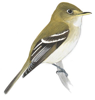 Illustration for Acadian Flycatcher
