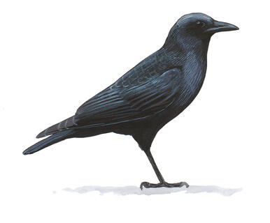 Illustration for American Crow