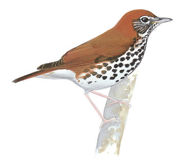 Illustration for Wood Thrush