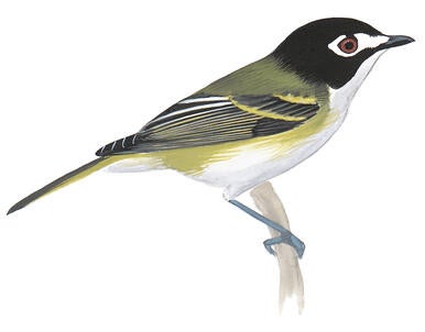 Illustration for Black-capped Vireo