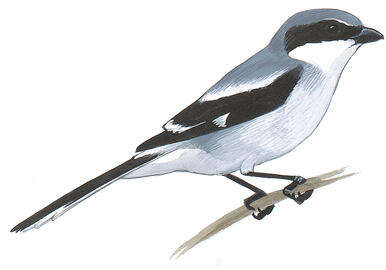 Illustration for Loggerhead Shrike