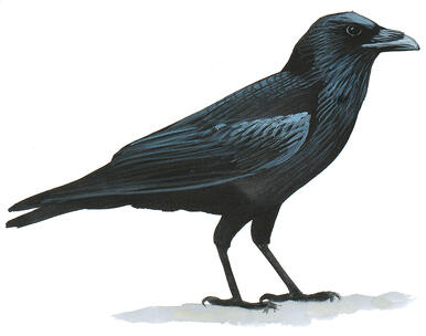 common raven audubon field guide christmas mp3