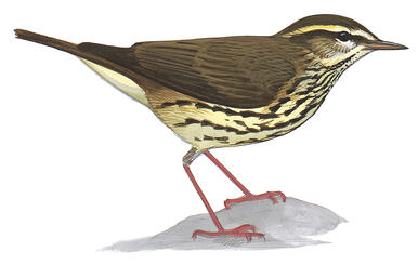 Illustration for Northern Waterthrush