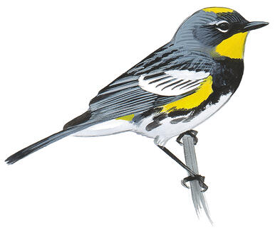Illustration for Yellow-rumped Warbler
