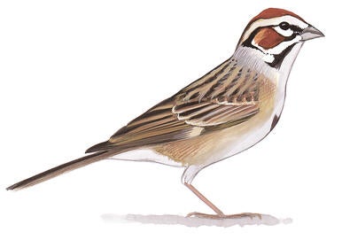 Illustration for Lark Sparrow