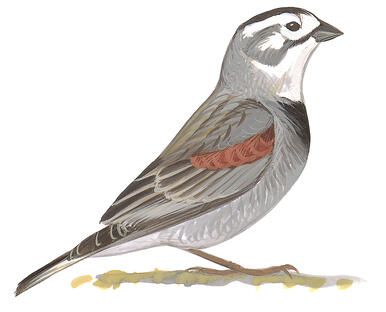 Illustration for McCown&#039;s Longspur