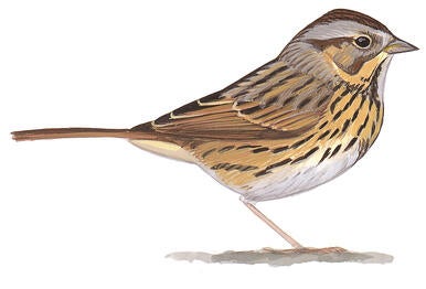 Illustration for Lincoln&#039;s Sparrow