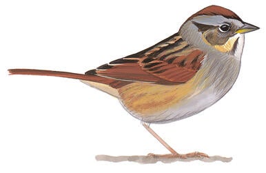 Illustration for Swamp Sparrow