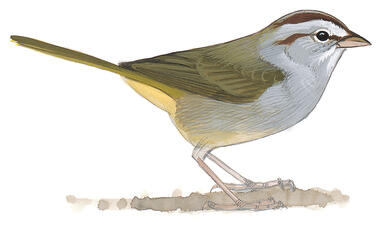 Illustration for Olive Sparrow
