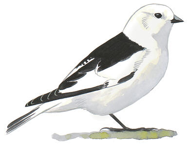 Illustration for Snow Bunting