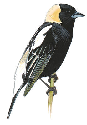 Illustration for Bobolink